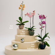 Base Orquídea