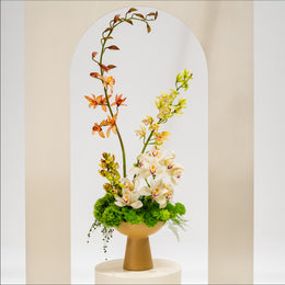 Cymbidium