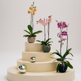 Phalaenopsis
