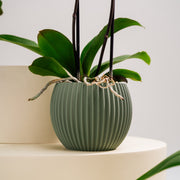 Base Orquídea