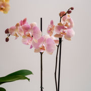 Base Orquídea