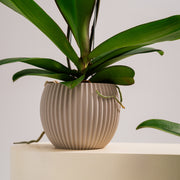 Base Orquídea