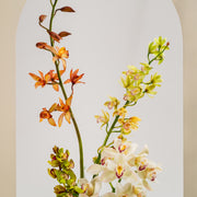 Cymbidium