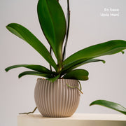 Base Orquídea
