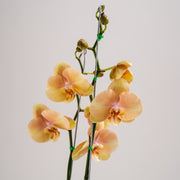 Base Orquídea