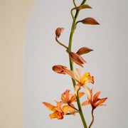 Cymbidium