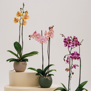 Base Orquídea