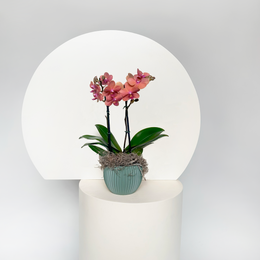 Mini  Phalaenopsis