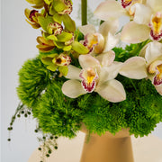 Cymbidium
