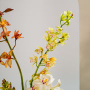 Cymbidium