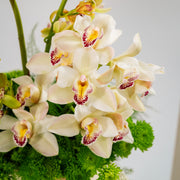 Cymbidium