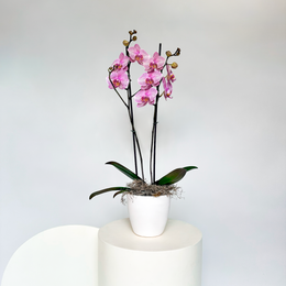 Phalaenopsis -  Base Yeso