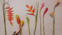 Imagen 2 del curso Fundamentos del arte floral