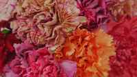 Imagen 3 del curso Fundamentos del arte floral